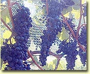 Dornfelder grapes